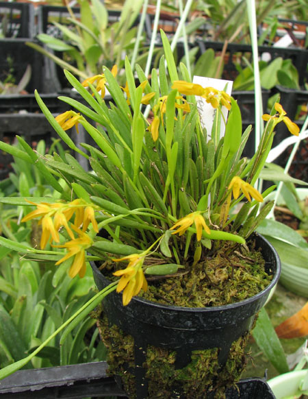 Pleurothallis sonderana.jpg