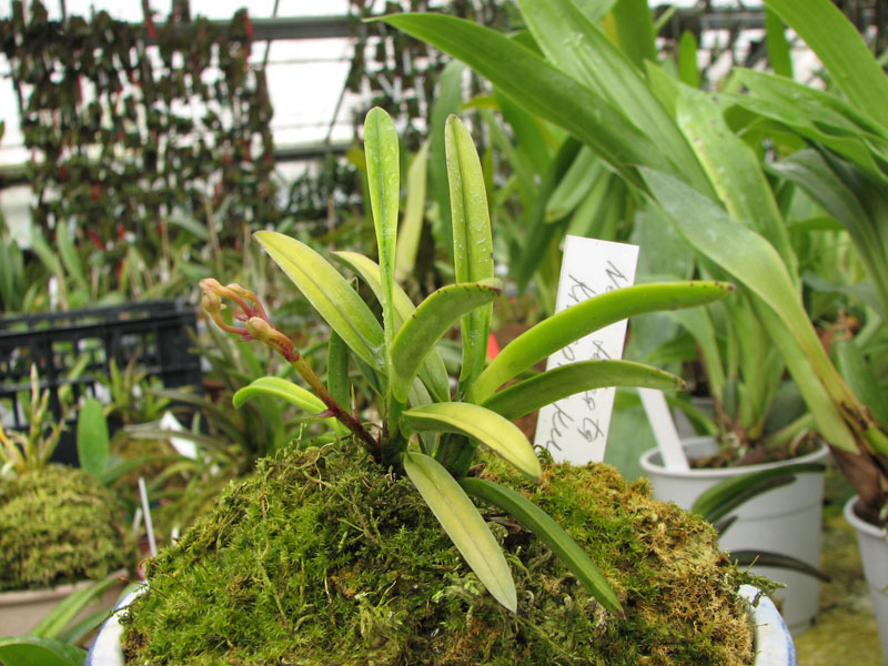 Neofinetia falcata Kinrokaku.jpg