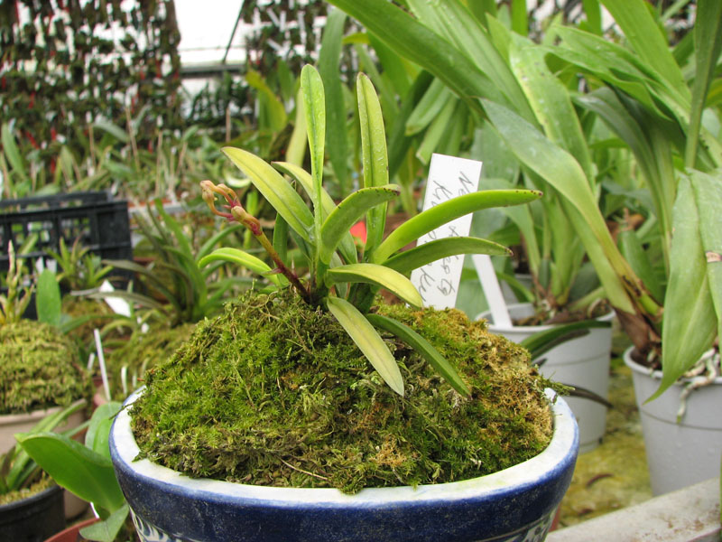 Neofinetia falcata Kinrokaku.jpg