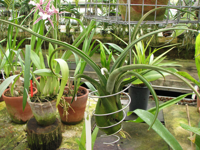 Tillandsia caput-medusae.jpg