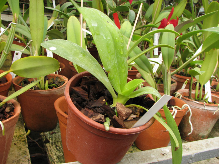 Phalaenopsis hieroglyphica.jpg