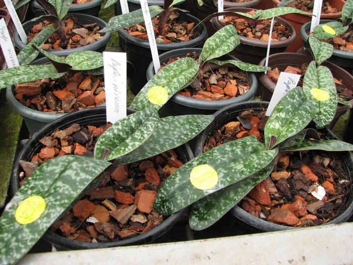 Paphiopedilum niveum.jpg