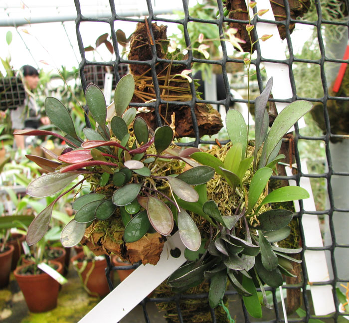 Pleurothallis grobyi.jpg