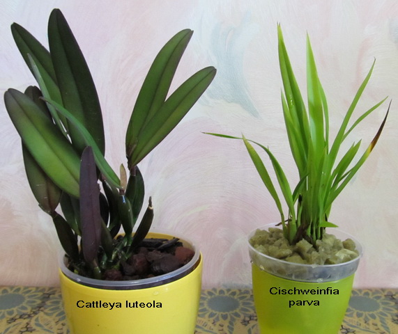 C. luteola_Cischweinfia parva 1.jpg