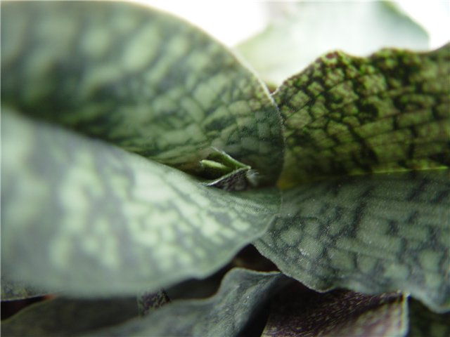 Paphiopedilum malipoence фото орхидеи