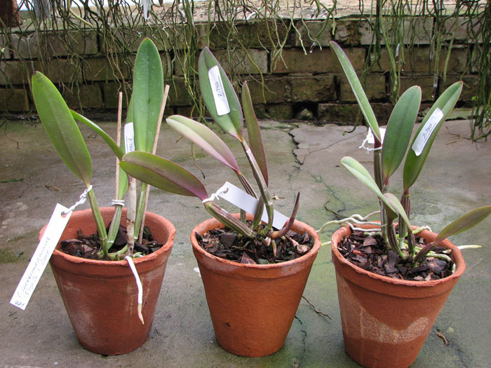 C lueddemanniana 'Negrita' x C lueddemanniana 'Dark'.jpg