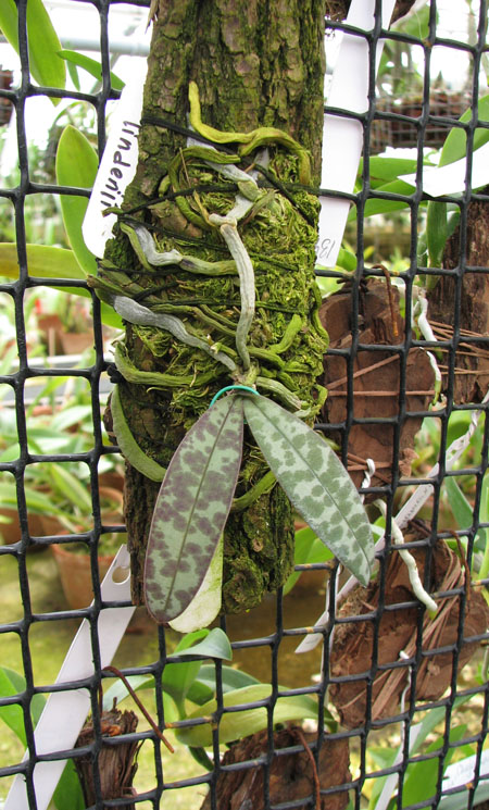 Phalaenopsis lindenii.jpg