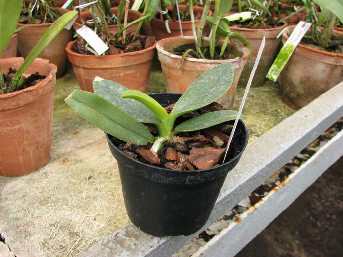 Doritaenopsis Sogo Chabstic.jpg