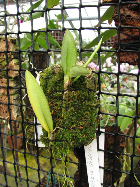 Rodriguezia decora.jpg