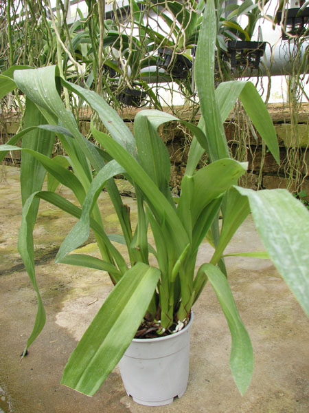 Zygopetalum hybrid 'Green'.jpg