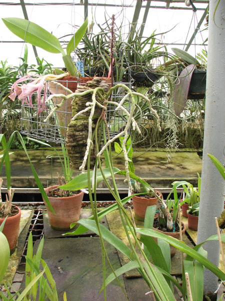 Seidenfadenia mitrata.jpg