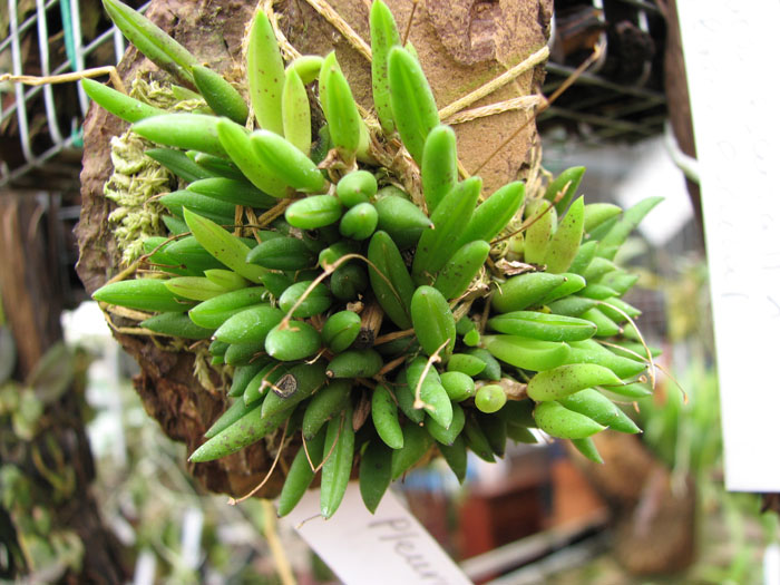 Pleurothallis leptotifolia.jpg
