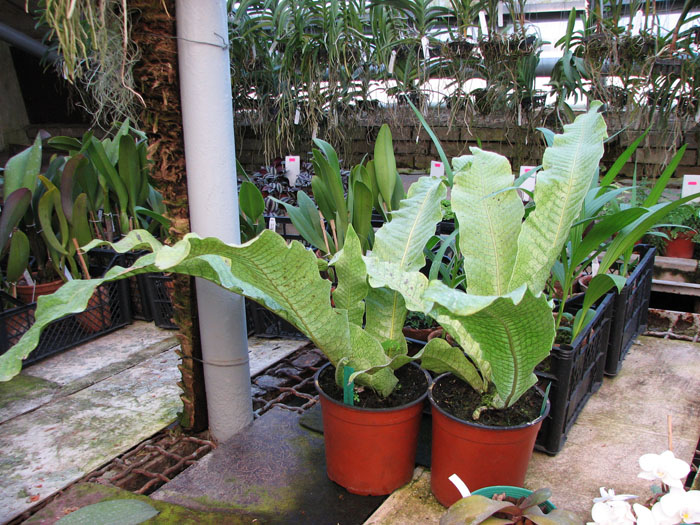 Microsorum musifolium.jpg