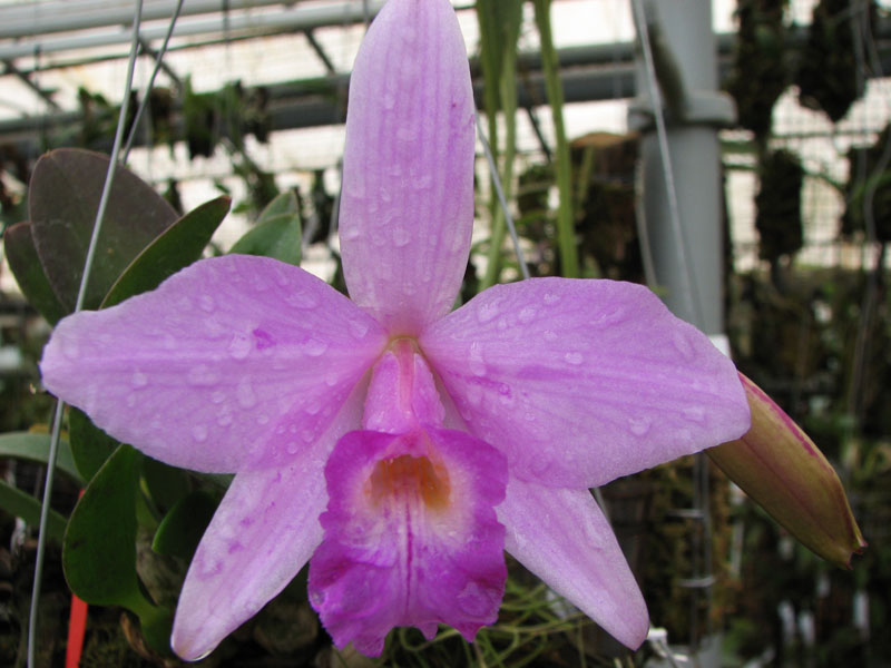 Laelia alaori x praestans.jpg