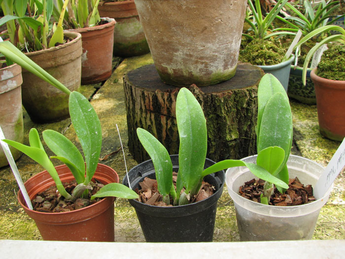 Cattleya White Bridal 'Yuki'.jpg