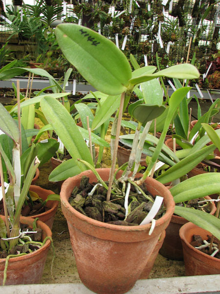 Cattleya Walkerinter.jpg