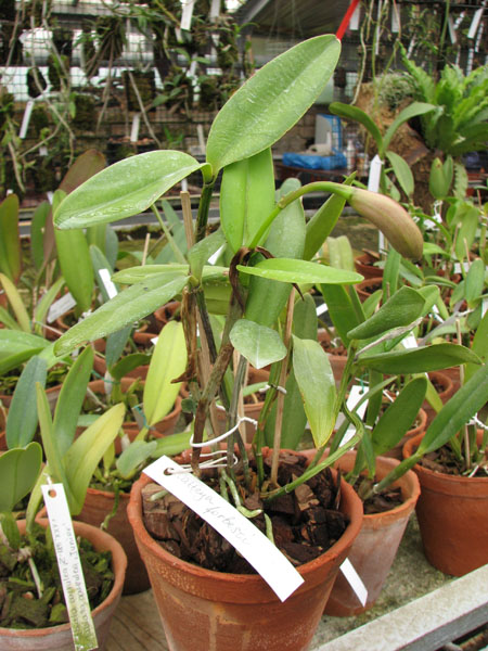 Cattleya forbesii.jpg