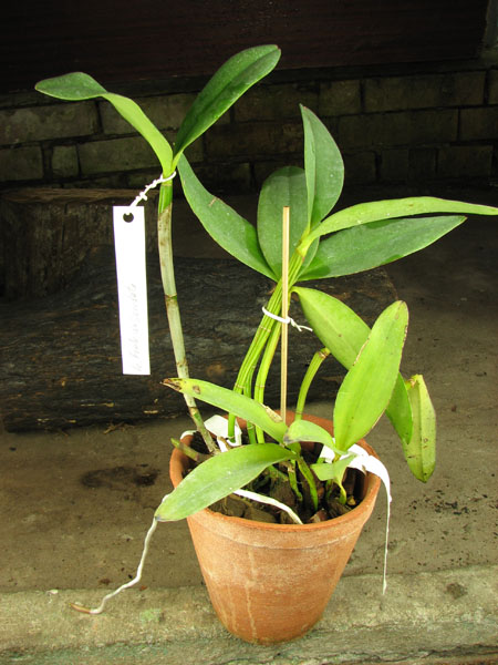 Laeliocattleya Fonte da Saudade.jpg