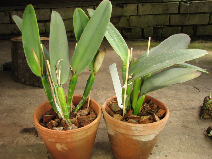 Cattleya maxima.jpg