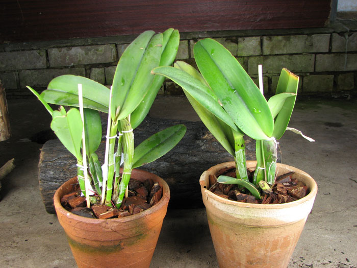 Cattleya maxima.jpg