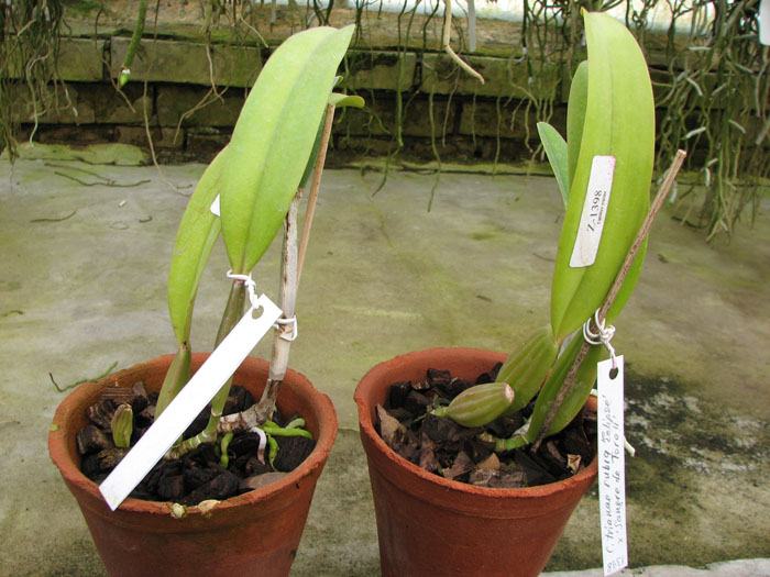 Cattleya trianae rubra 'Eclipse' x Cattleya trianae 'Sangre de Toro II'.jpg