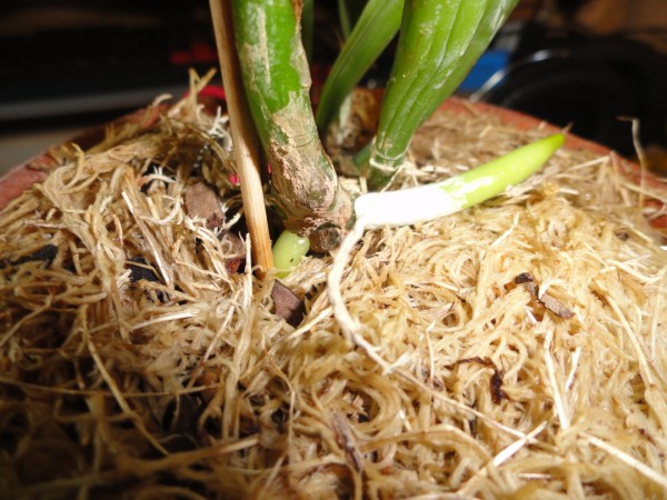 DSC01046 (600 x 450).jpg