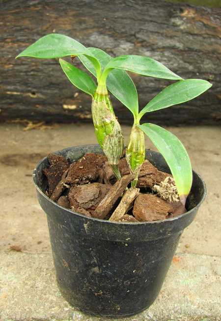 Dendrobium harveyanum.jpg