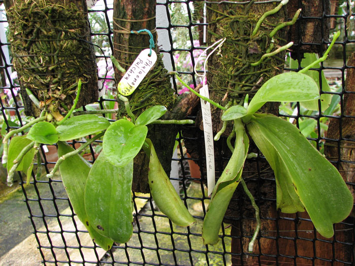 Phalaenopsis pulchra.jpg