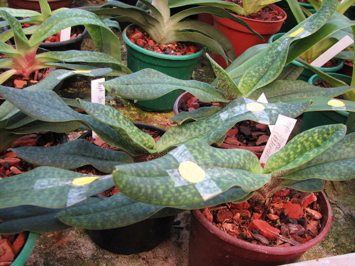 Paphiopedilum Joyce Hasegawa (delenatii x emersonii).jpg