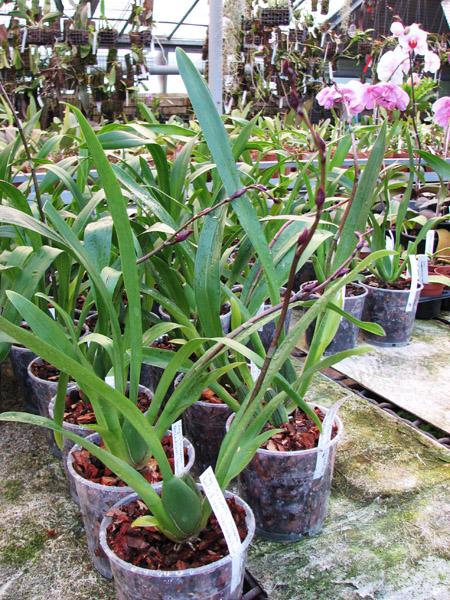 Vuylstekeara Yokara 'Perfection' x Oncidium leucochillum.jpg