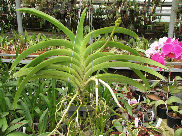 Ascocenda Phairot x Ascocenda Yip-Gua Chia Long.jpg