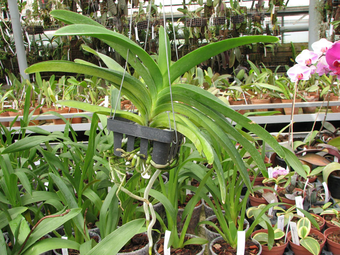 Vanda Pak Chong Blue.jpg