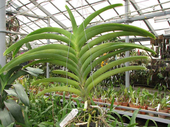 Ascocenda Medasand x Ascocenda Yip-Cua Chia Long.jpg