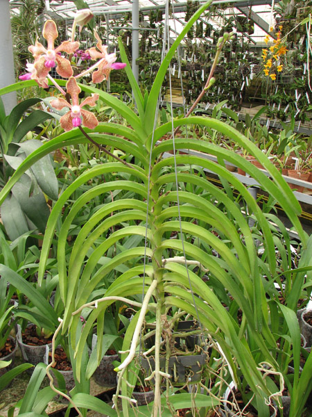 Vanda lamellata x Vanda Kultana Fragrance.jpg