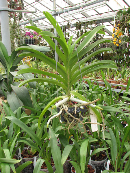 Vanda Manuvadee Pink.jpg
