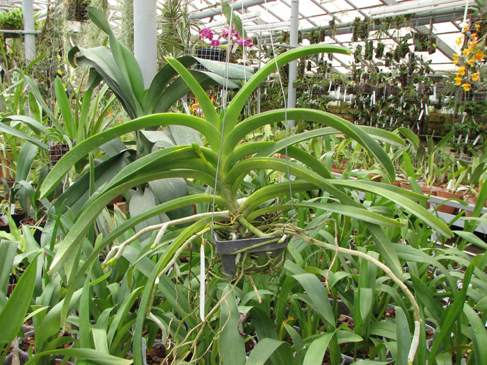 Vanda Sumon Spot x Ascocenda Pahirot x Ascocenda Kutlana Brown.jpg