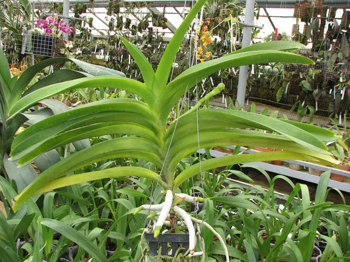 Vanda Sumon Spot x Vanda Srakaew.jpg