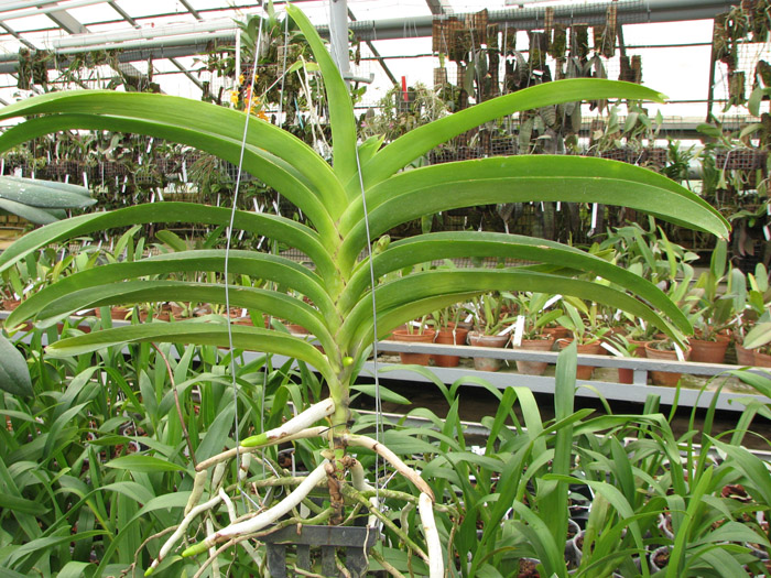 Vanda Rasri Gold x Vanda tessellata.jpg