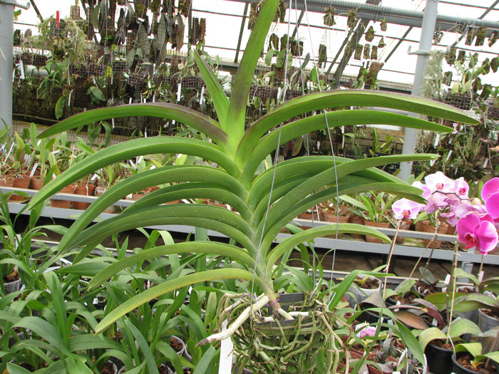 Vanda Lumpini Red x Vanda Dr Anek.jpg