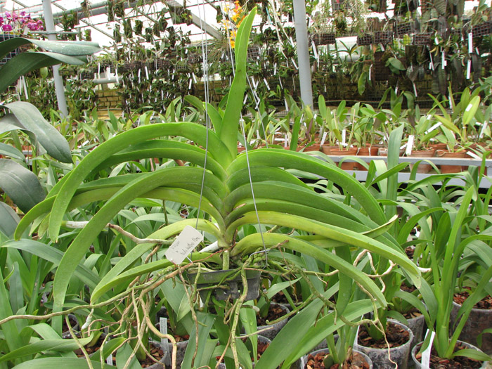 Vanda Vivan x Ascda Kultana Flame.jpg