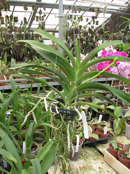 Vanda Pures Wax Patchara.jpg