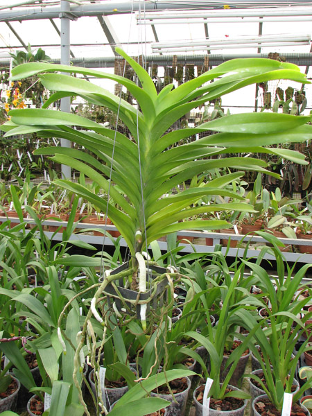 Vanda Sansai Blue.jpg