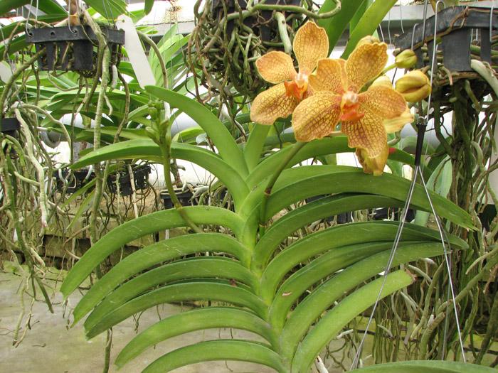Vanda Kultana Gold x Vanda tessellata.jpg