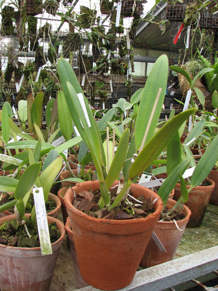 C eldorado concolor punctata 'Bela' x SELF.jpg