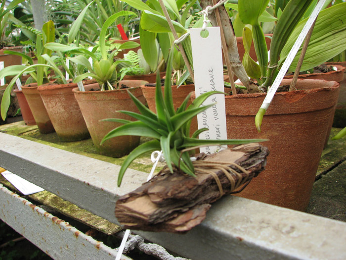 Tillandsia edithae.jpg