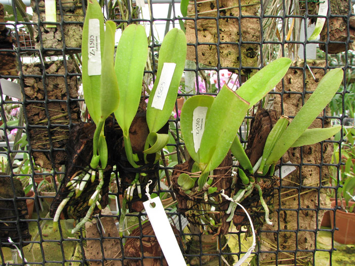 Cattleya dowiana rosea x self.jpg
