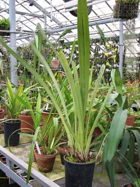 Cymbidium aloifolium.jpg