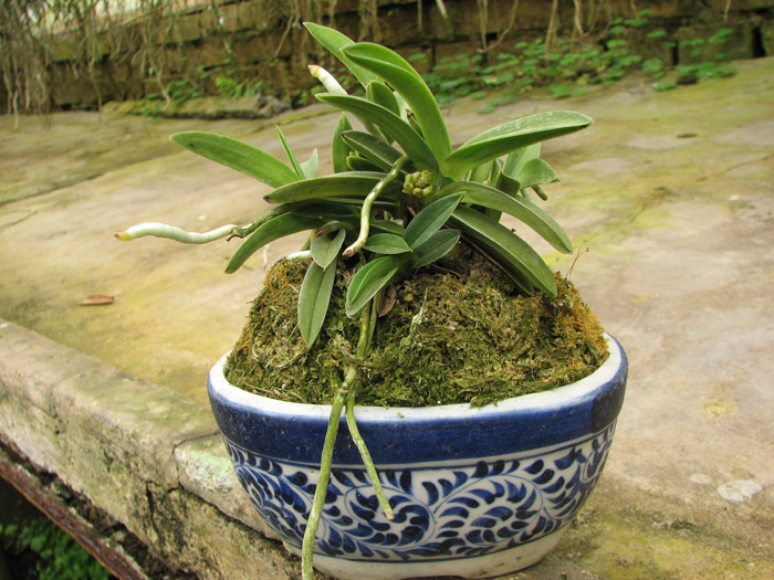 Neofinetia falcata Yodonomatsu.jpg