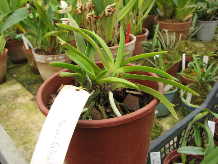 Neofinetia falcata.jpg