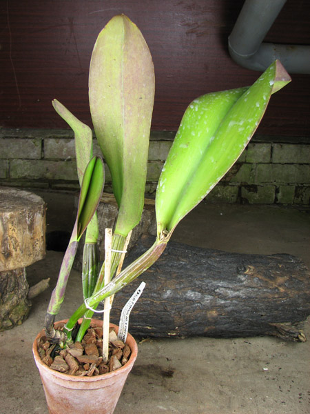 Brassolaeliocattleya Sanyung Ruby 'Kuang Lung' (Waianae Coast x Chia Lin).jpg